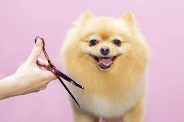 9 Pros And Cons of DIY Dog Grooming